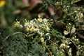 White flower of Horse radish tree