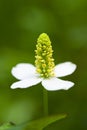 White flower of Houttuynia Royalty Free Stock Photo