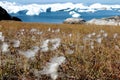 White flower with iceberg in ilulissat, greenland, jakobshavn