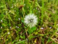 White flower if you tuch that will fly