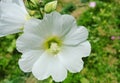 White flower image hd baground gardening