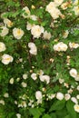 White flower impatiens busy lizzie in wild garden