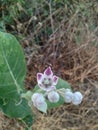 White Flower in Indian feald