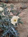 White Flower in Indian feald evning time