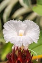 White flower, Indian Head Ginger Costus speciosus. Royalty Free Stock Photo