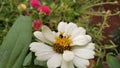 The white flower that the insect is seizing on