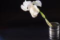 White flower iris on black background