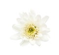 white flower isolated Royalty Free Stock Photo