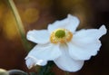 White flower of a japanese anemone Anemone hupehensis against Royalty Free Stock Photo