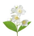 White flower (jasmine) isolated on white Royalty Free Stock Photo