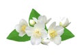 White flower (jasmine) isolated on white Royalty Free Stock Photo