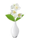 White flower (jasmine) in vase isolated on white Royalty Free Stock Photo