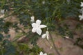 White flower of Jasminum grandiflorum shrub