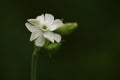 White Flower - Jasminum sambac (Sampaguita)