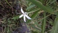 The White Flower jeoleus
