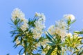 White flower in Kavros village, Crete