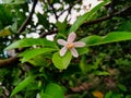 White Flower of the Key Lime Tree (Citrus Aurantiifolia)