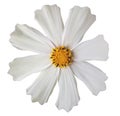 White flower kosmeya , white isolated background with clipping path. Closeup.