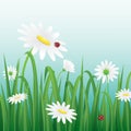 White Flower and ladybugs among the grass.Vector illustration.