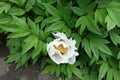 White flower in the leafage of tree peony Royalty Free Stock Photo