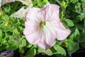 White flower with leaves