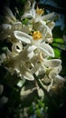 White flower of lemans india