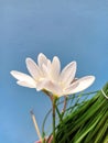 white flower On Light Blue Background
