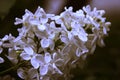 White flower lilac