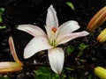 Macro of white red flower with pollen on anther.