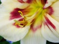 Macro of white red flower with pollen on anther.