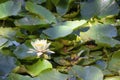 White Flower on a Lily Pad