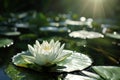 a white flower on a lily pad Royalty Free Stock Photo