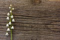 White flower lily of the valley on a background of old gray barn board cracks