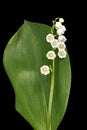 White flower of lily of the valley, lat. Convallaria majalis, isolated on black  background Royalty Free Stock Photo