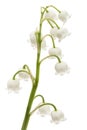 White flower of lily of the valley, lat. Convallaria majalis, is Royalty Free Stock Photo