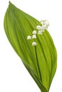 White flower of lily of the valley, lat. Convallaria majalis, is Royalty Free Stock Photo