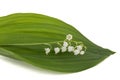 White flower of lily of the valley, lat. Convallaria majalis, is Royalty Free Stock Photo