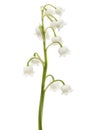 White flower of lily of the valley, lat. Convallaria majalis, is Royalty Free Stock Photo