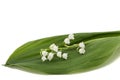 White flower of lily of the valley, lat. Convallaria majalis, is Royalty Free Stock Photo