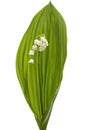 White flower of lily of the valley, lat. Convallaria majalis, is Royalty Free Stock Photo