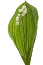 White flower of lily of the valley, lat. Convallaria majalis, is Royalty Free Stock Photo