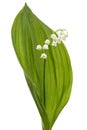 White flower of lily of the valley, lat. Convallaria majalis, is Royalty Free Stock Photo