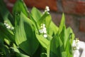 White flower lily of the valley, lily of the valley,