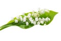 White flower of lily of the valley in may green Convallaria majalis isolated on white Royalty Free Stock Photo