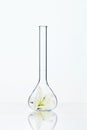 Flower In Laboratory Glass Royalty Free Stock Photo