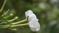 white flowers and little ant. original