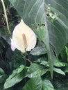 White flower with long stem