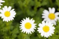 Small white flower macro in meadow, adobe rgb Royalty Free Stock Photo