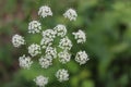 White flower Royalty Free Stock Photo