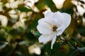 White flower macro rose petals details outdoors nature garden park blossom bloom bokeh green trees spring lighting background